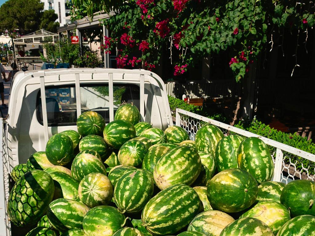 Pickup truck loaded with watermelons for market